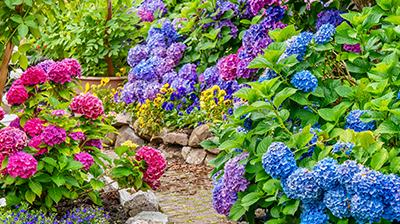 Bushes of pink, purple, and blue hydrangeas 