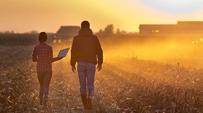 Man and woman walking in a cornfield holding a laptop